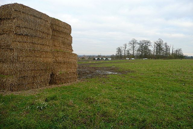 Near Goddard's Farm Neatly stacked straw bales lie conveniently close to the piggery in the next field.