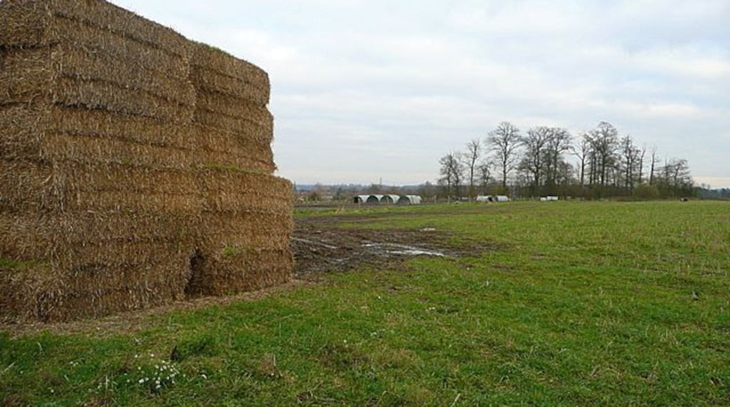 Near Goddard's Farm Neatly stacked straw bales lie conveniently close to the piggery in the next field.