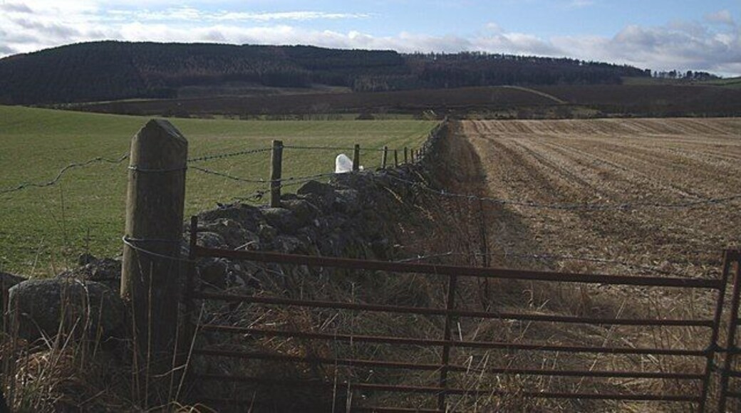 Field Boundary South of Beltie Road.