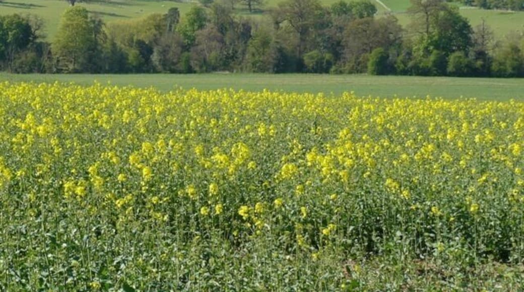Fields on Hoton Hills, southeast of Stanford Hall