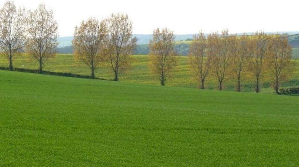 Hoton Hills Trees