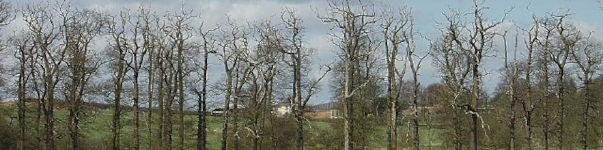 Floodgate Plantation This stand of mature oaks is sadly past its prime.