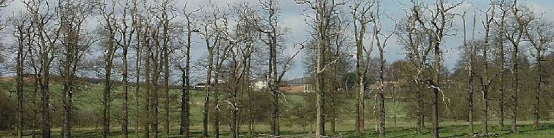 Floodgate Plantation This stand of mature oaks is sadly past its prime.