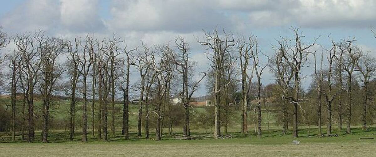 A field with leafless trees and a cloudy sky.