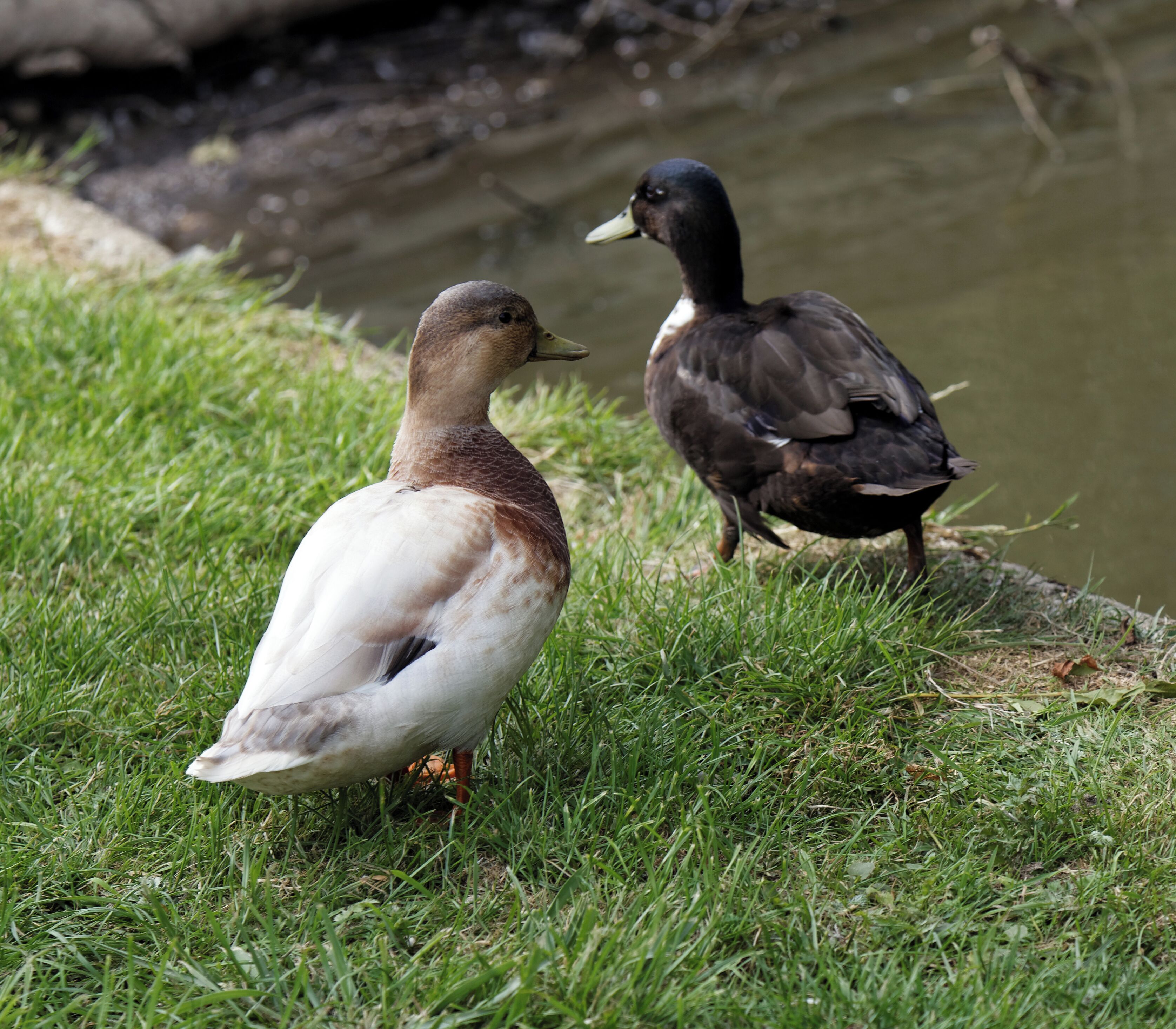 Pair of ducks; probable hybrids of a domesticated duck with the Mallard Anas platyrhynchos at Henham, in Essex, England. Mallard hybrids can be termed Manky Mallards, Mucky Mallards, or Mutt Ducks. Software: RAW file lens-corrected, optimized and converted to JPEG with DxO OpticsPro 10 Elite, and likely further optimized and/or cropped and/or spun with Adobe Photoshop CS2.