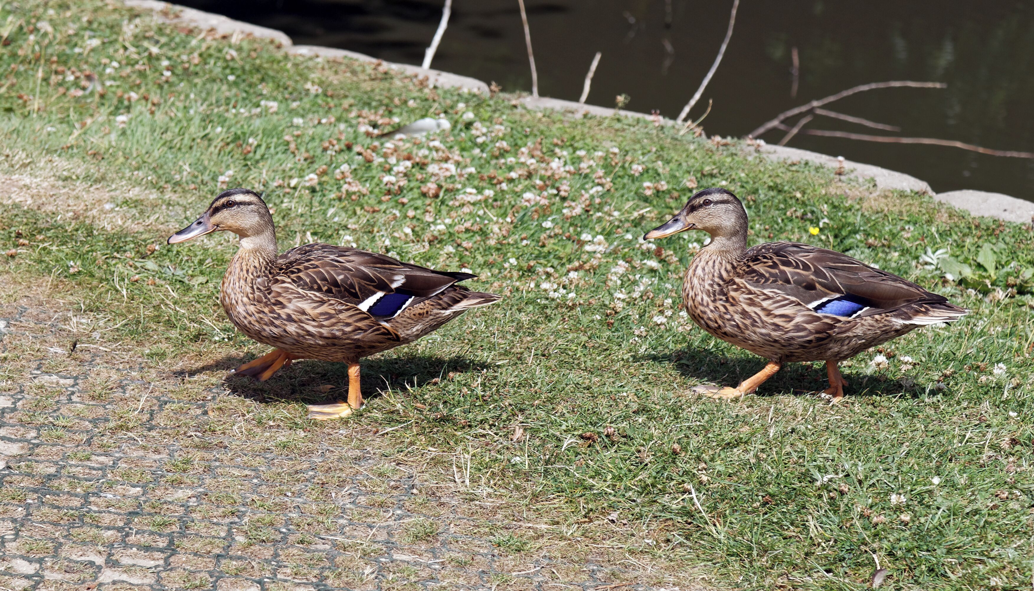 Mallard, Anas platyrhynchos, ducks at Henham, in Essex, England. Software: RAW file lens-corrected, optimized and converted to JPEG with DxO OpticsPro 10 Elite, and likely further optimized and/or cropped and/or spun with Adobe Photoshop CS2.