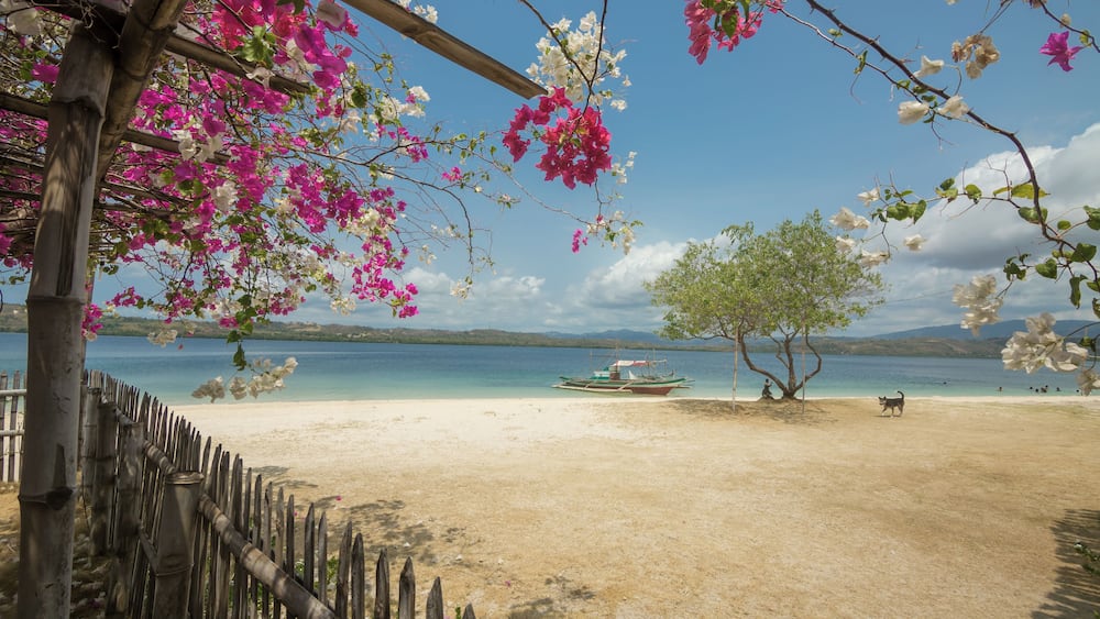 Une plage avec une clôture en bois, des fleurs roses, un bateau et un chien.