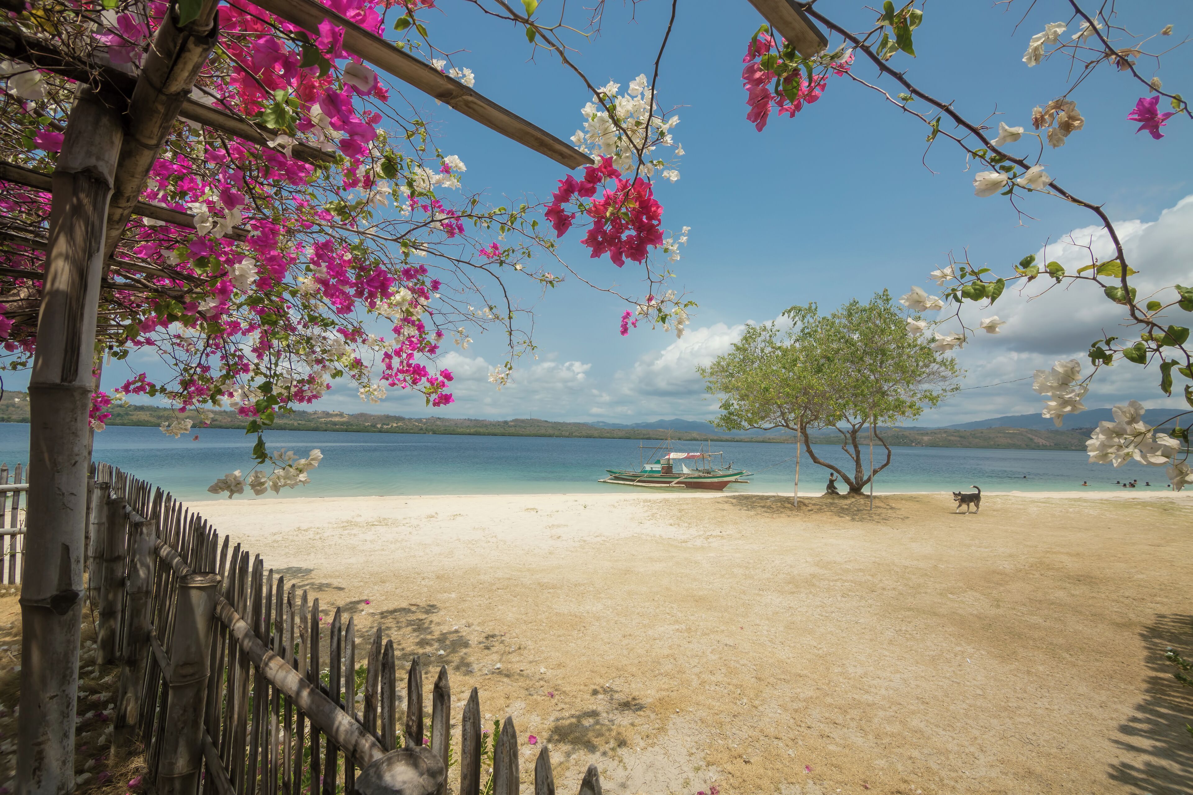 A beach with a wooden fence, pink flowers, a boat, and a dog.