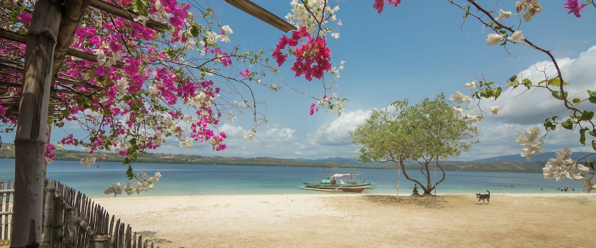 A beach with a wooden fence, pink flowers, a boat, and a dog.