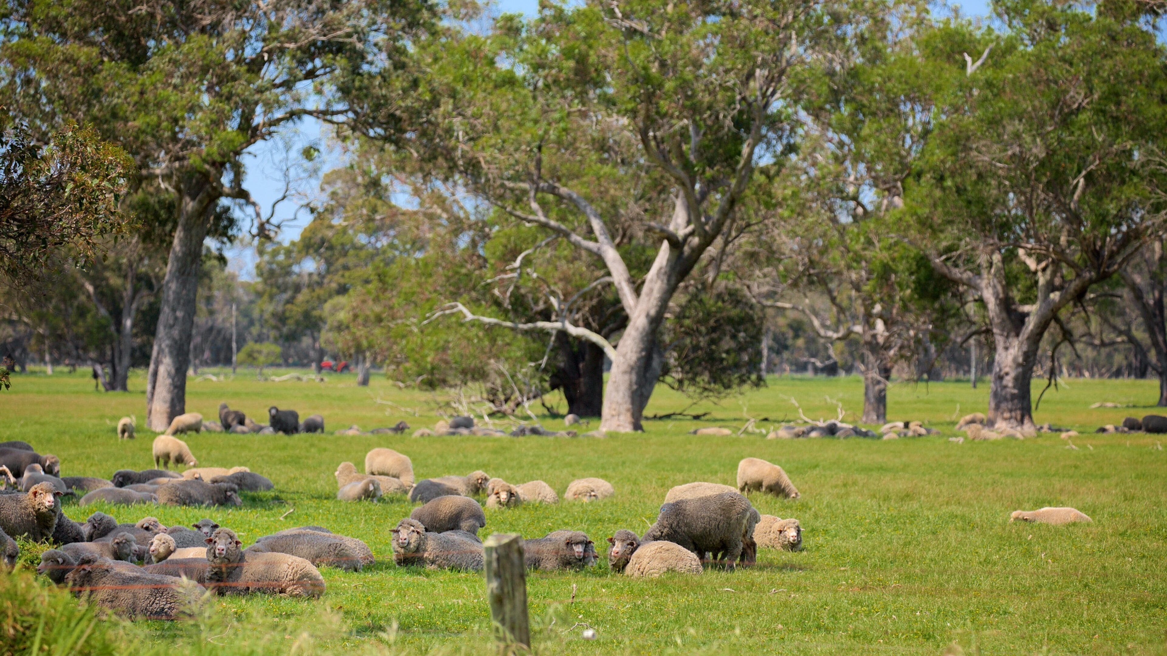 Karridale featuring animals and farmland