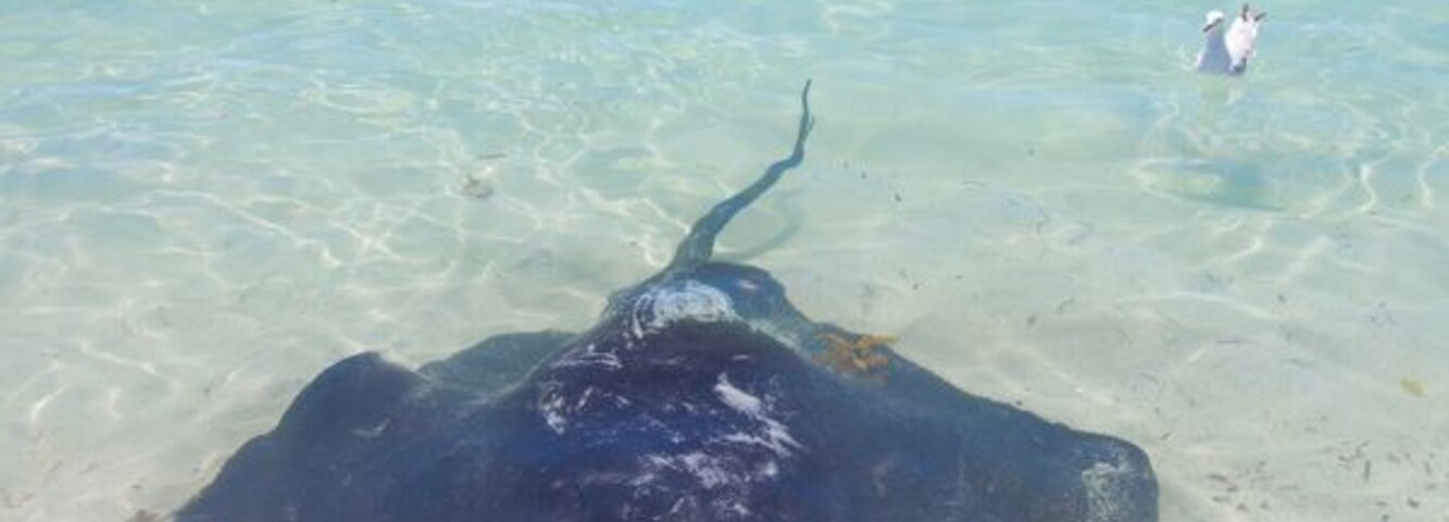 Uma arraia em uma praia clara com um barco e uma ilha ao longe.