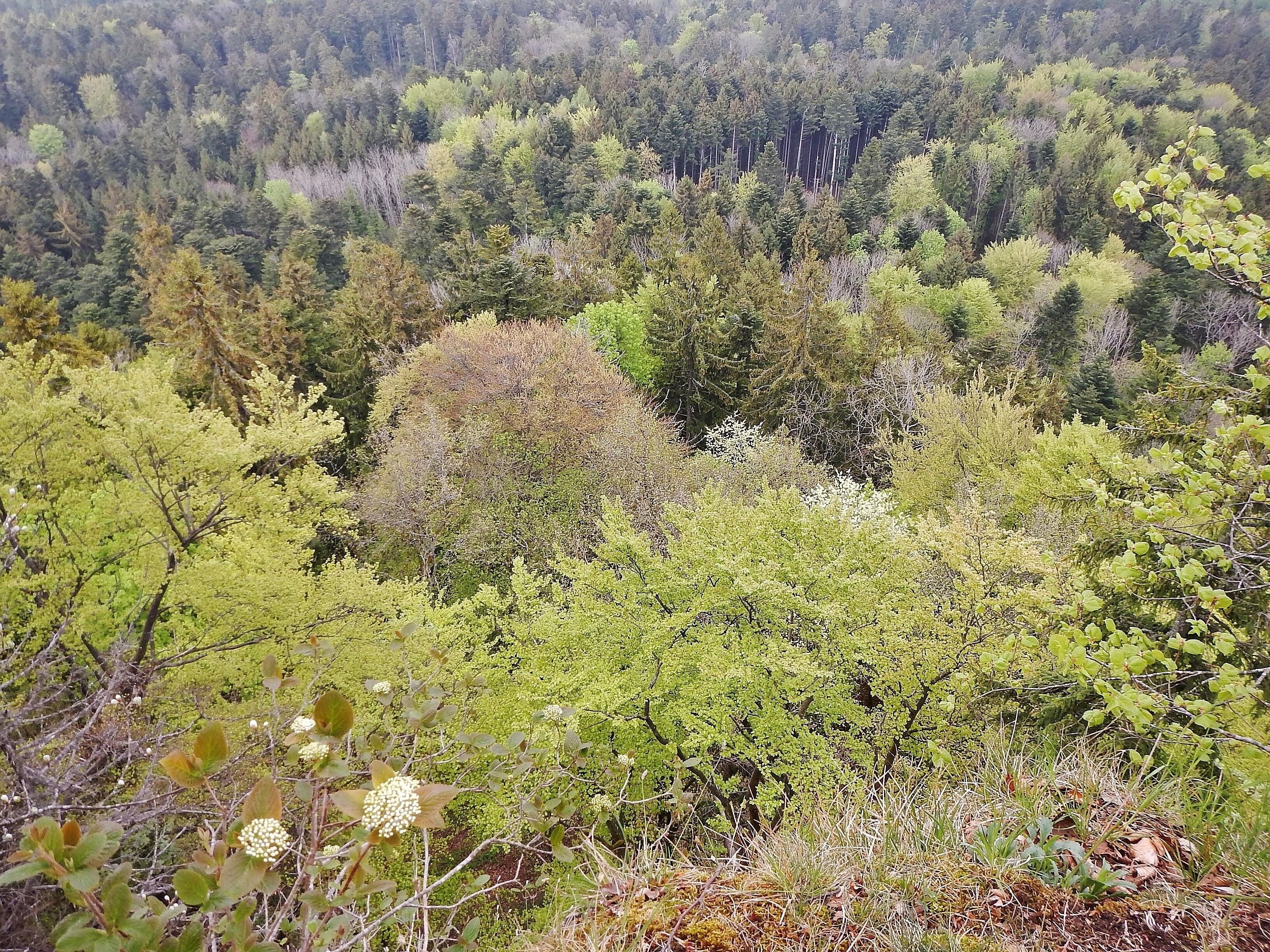 Ausblick vom Albtraufgängerweg beim Hörnle 956 m ü. NN