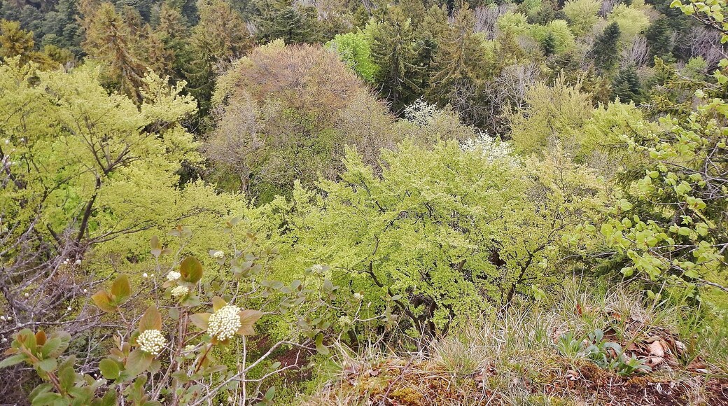 Ausblick vom Albtraufgängerweg beim Hörnle 956 m ü. NN