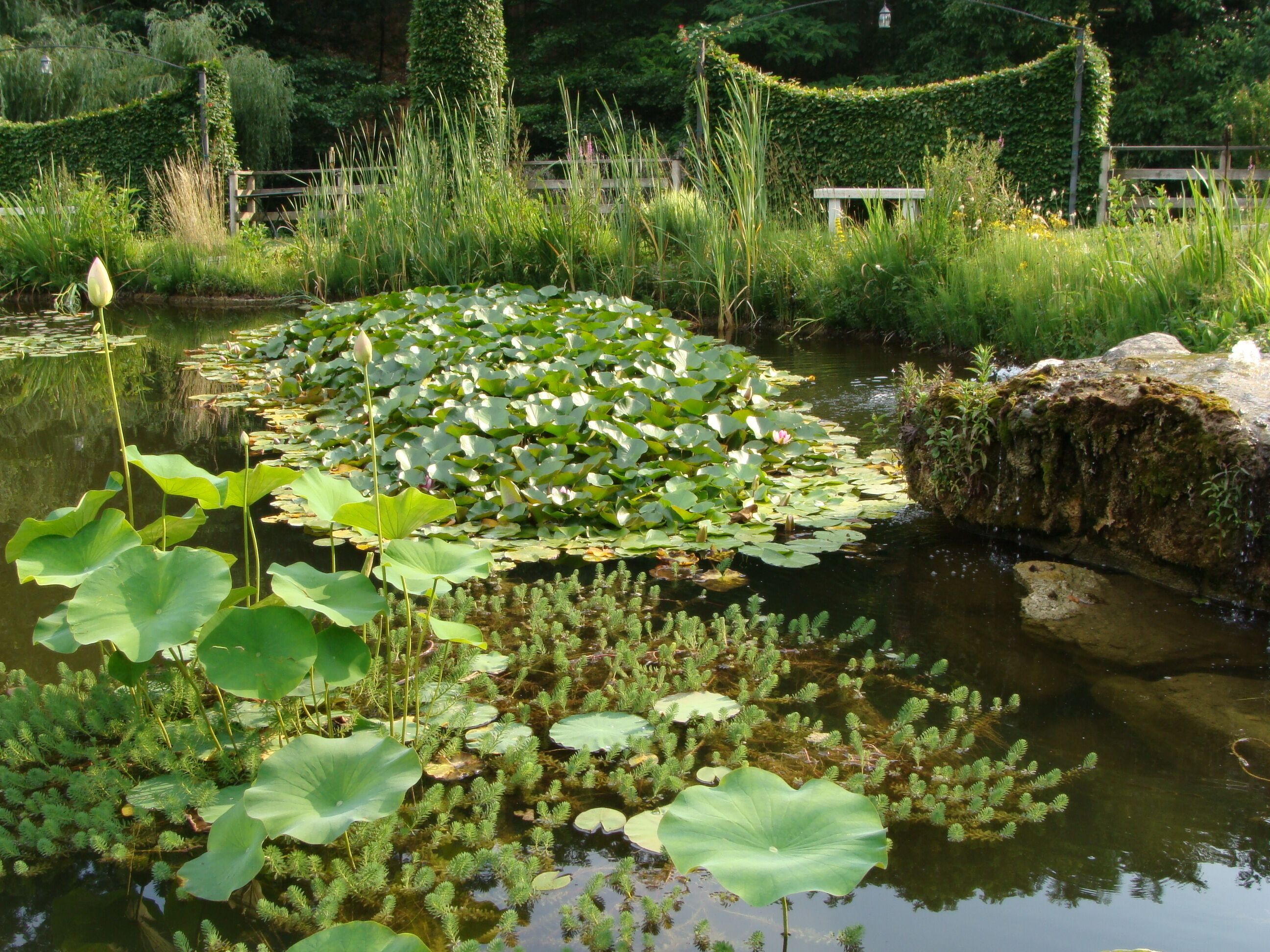 A pond with lily pads and green foliage.