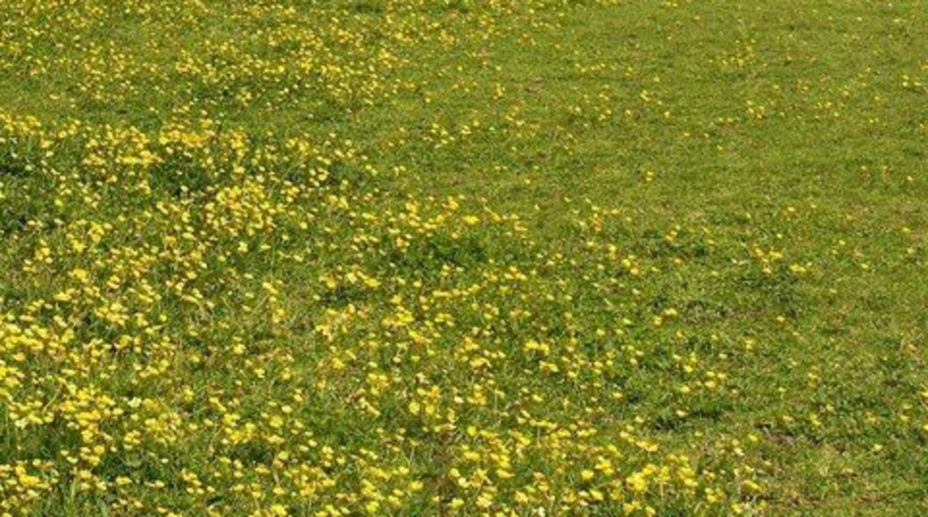 Calciner chimney near Hawke's Shaft. This is the chimney shown in 588921, seen from bridleway 301/16/2 across a buttercup meadow. http://www.imagesofengland.org.uk/Details/Default.aspx?id=63184&mode=adv describes this chimney but shows a picture of the nearby blacksmith's shop instead.