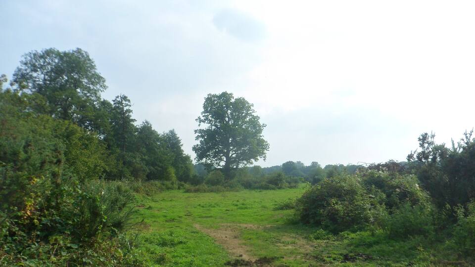 A grassy field with a dirt path, surrounded by dense bushes and trees.