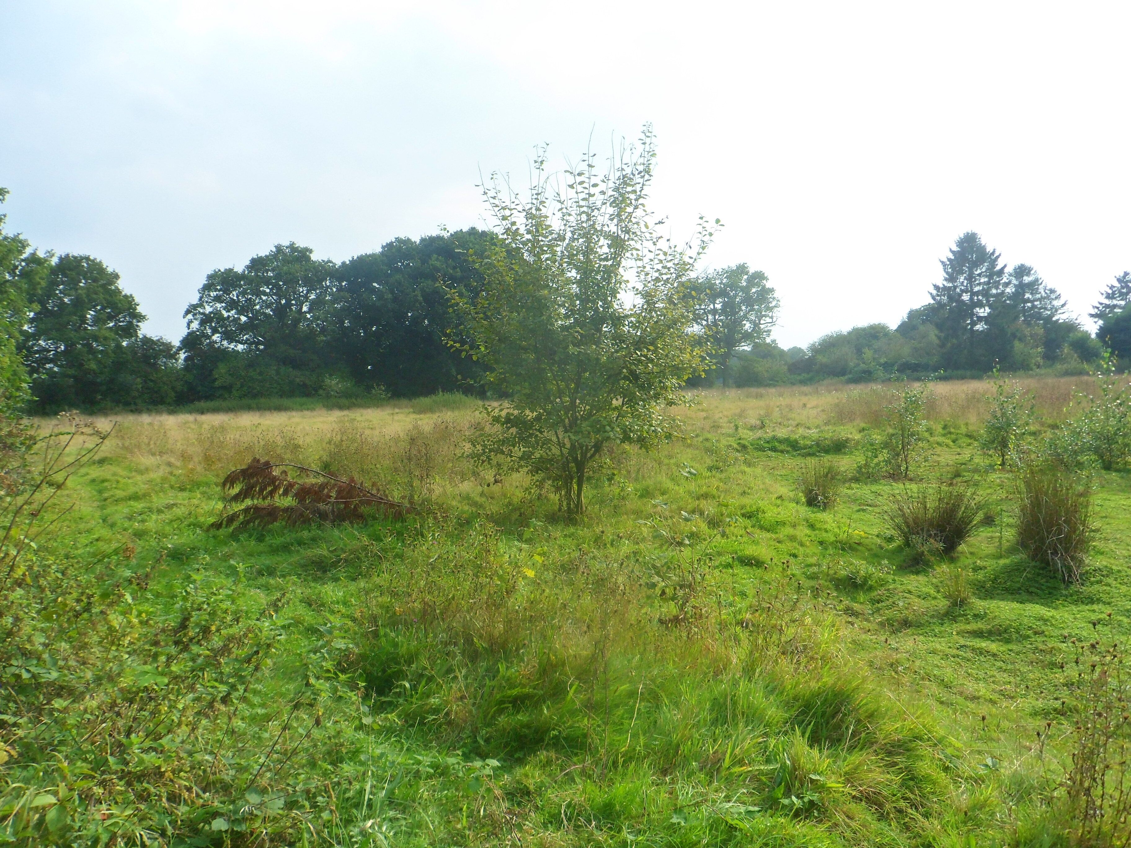 One of a series of photos chronicling the development of Crawley New Town's 14th residential neighbourhood, Forge Wood. This view shows land at the northern end of the Phase 1 development area, shortly before work started in the vicinity.