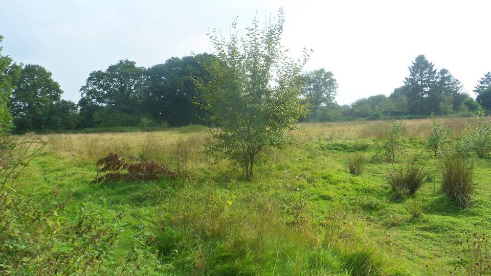 A grassy field with scattered trees and a clear sky.