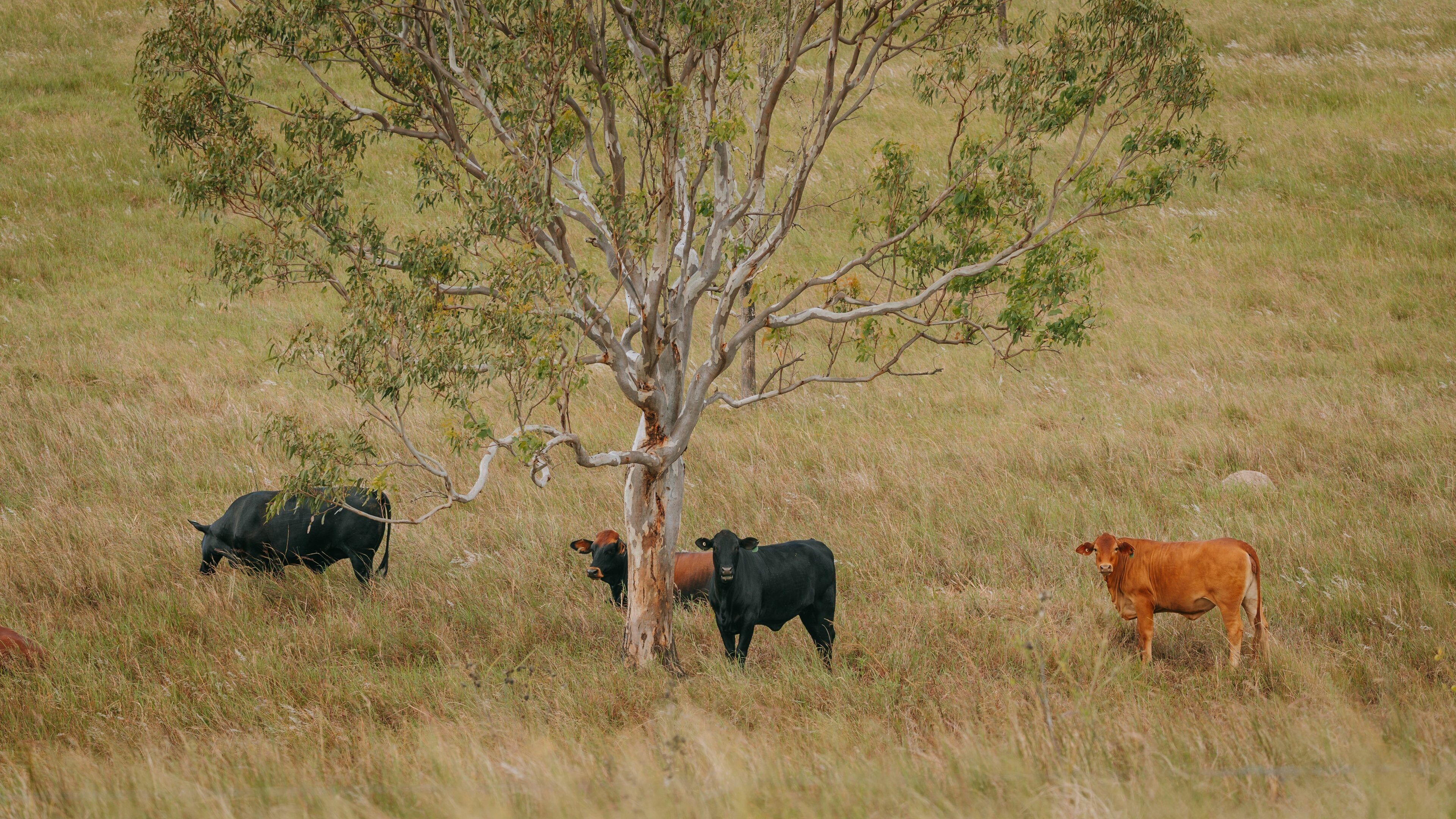Coominya which includes land animals and farmland