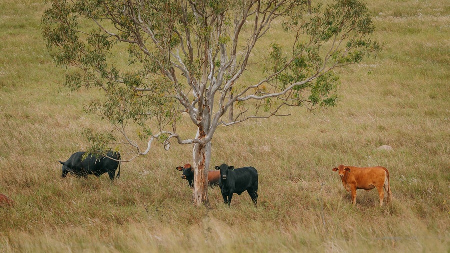 Coominya which includes land animals and farmland