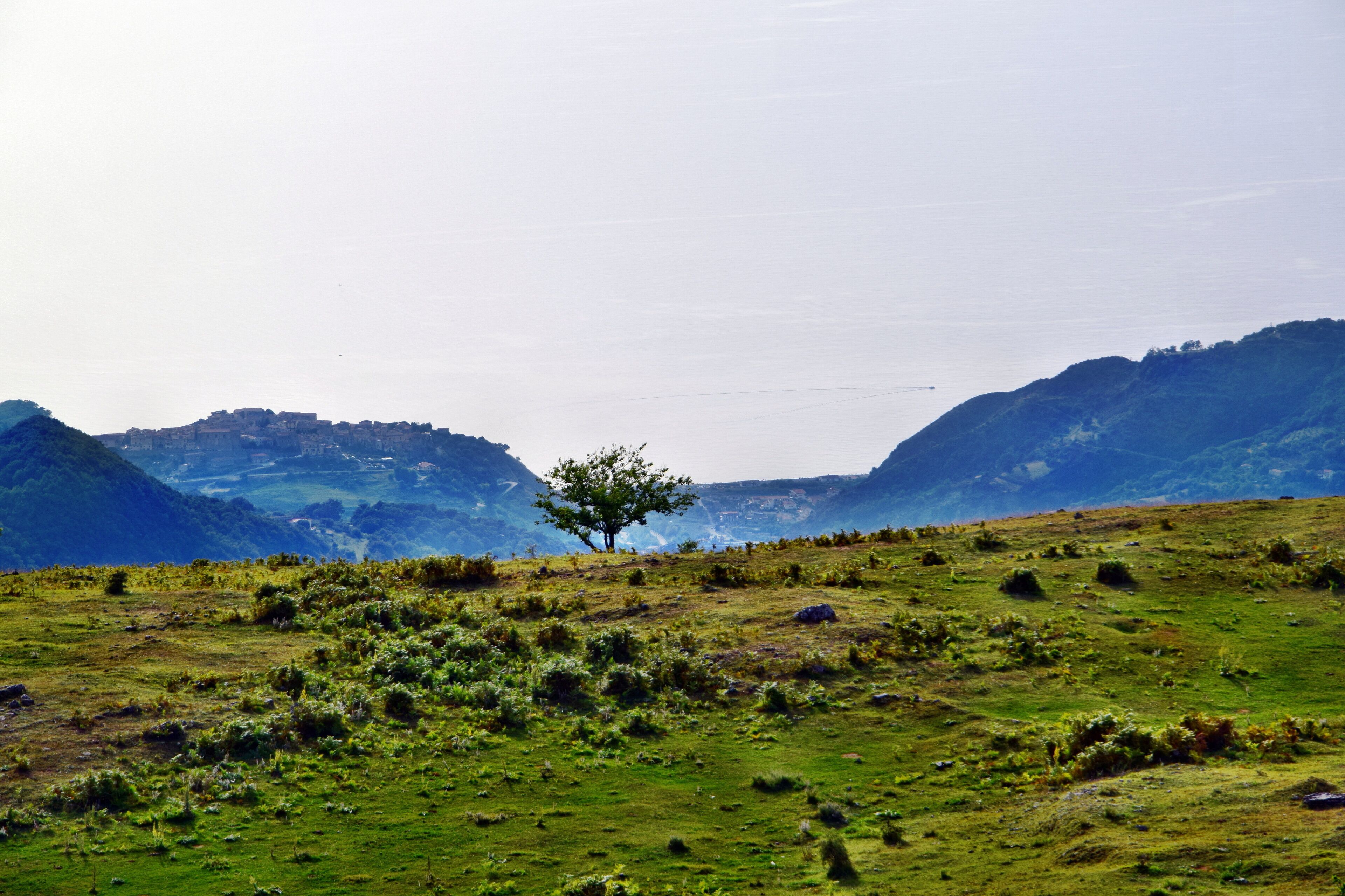 A grassy hill with a lone tree in the center, surrounded by mountains.