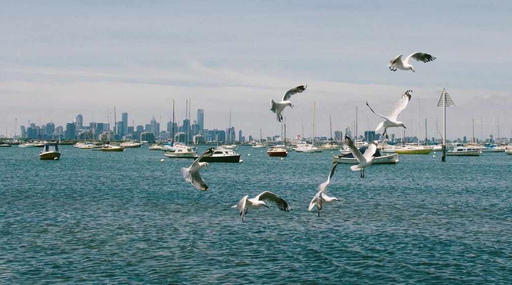 Flock of Seagulls, Williamstown, Melbourne, Australia