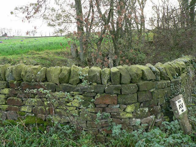 The Patina Of Age Various growths add colour to a wall beside the track to Swarble Hill.