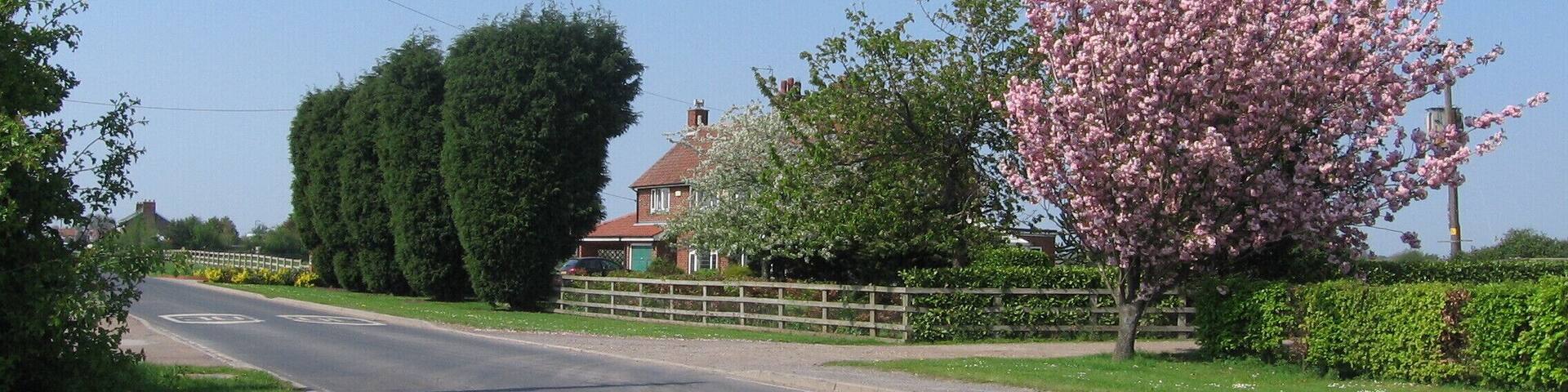 A quiet suburban street with a pink flowering tree, a green hedge, and a house in the background.