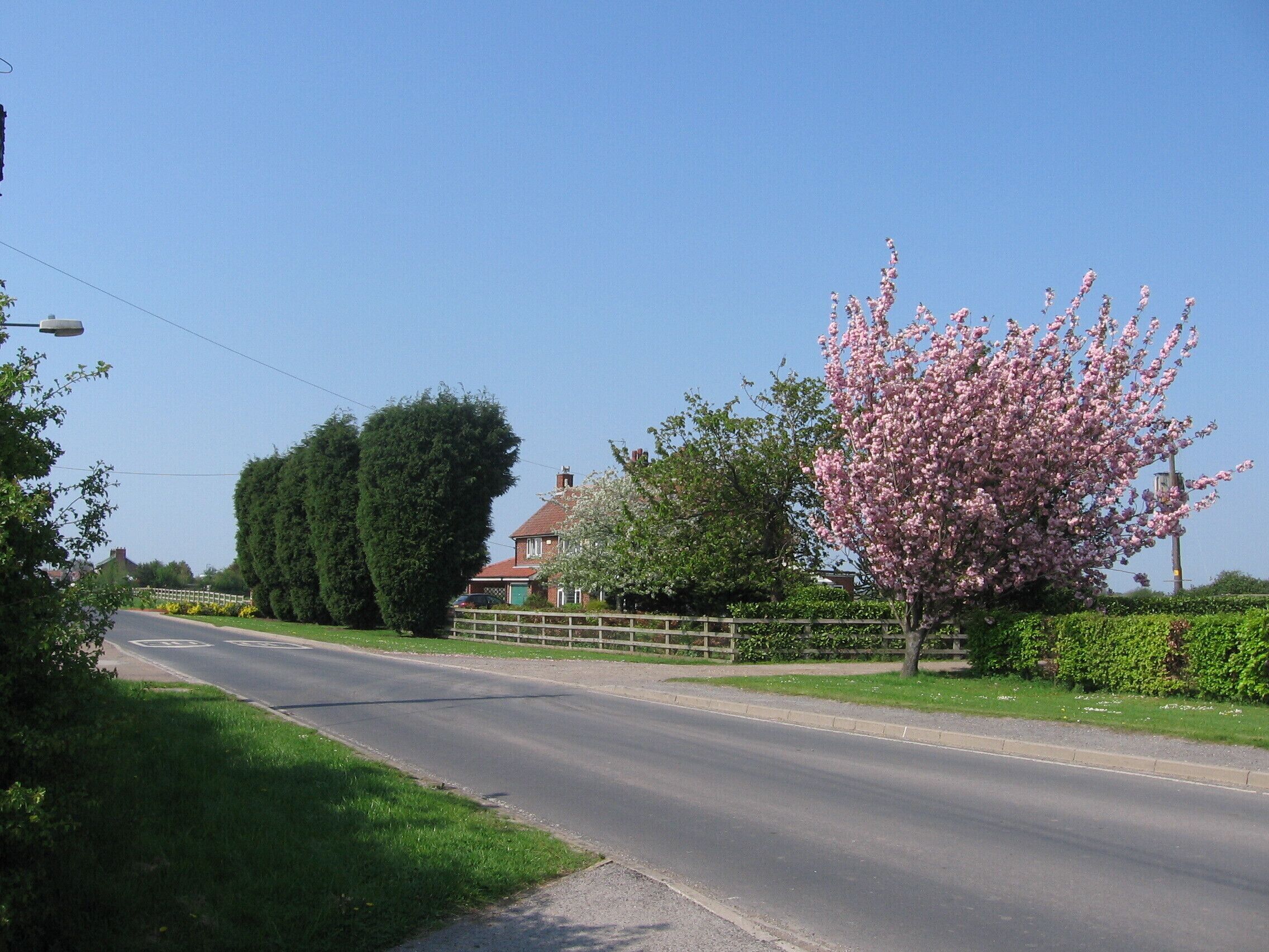 A quiet suburban street with a pink flowering tree, a green hedge, and a house in the background.
