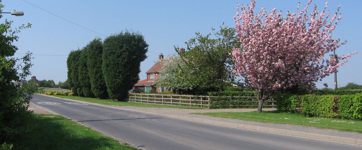 A quiet suburban street with a pink flowering tree, a green hedge, and a house in the background.
