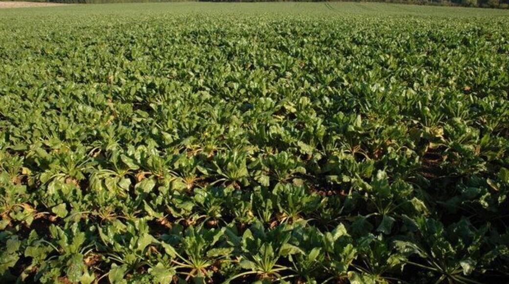 Crop of turnips in a field near Greenstreet Farm, Alfrick