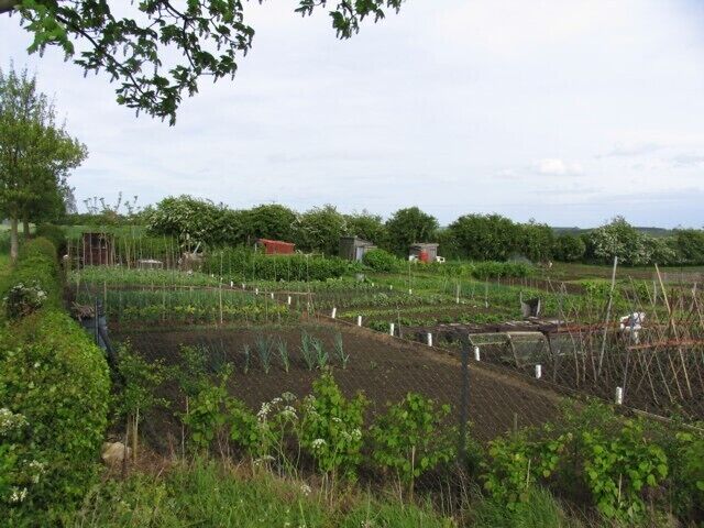 Allotments at Manton. Well tended allotments, all ready to grow!