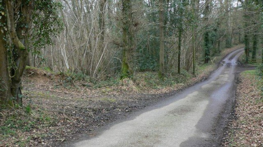 Lambourne Lane This is the south west corner of the grid square. The turning to the right is the private road to "Burrows" and is in the next square.