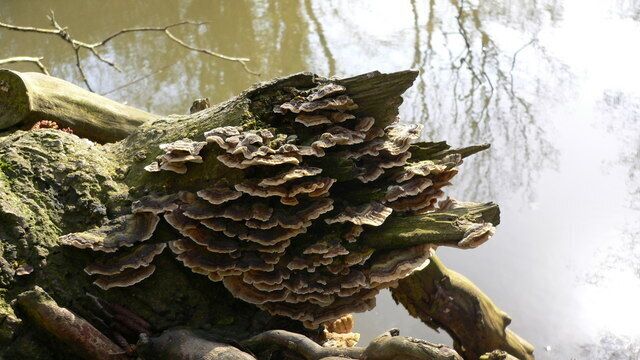 Fungus by pond near Crockers Wood