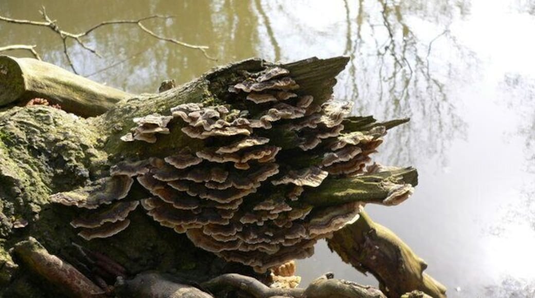 Fungus by pond near Crockers Wood