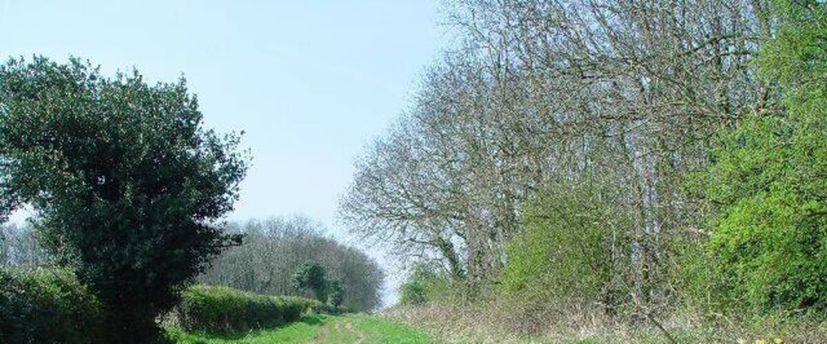 A rural dirt road flanked by green grass and trees.