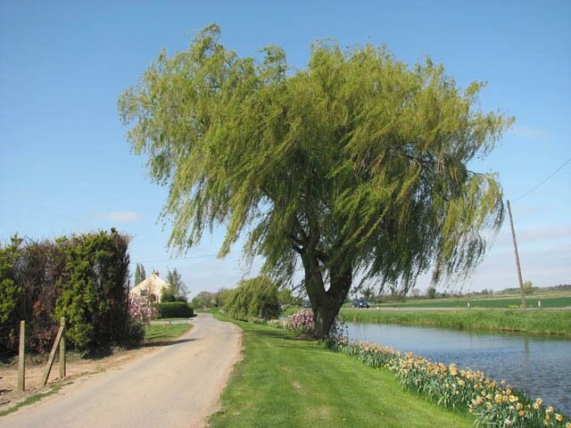 Willow tree on Cemetery Lane Well Creek separates the A1122 road (at right) from Cemetery Lane, which provides access to properties located alongside it. Well Creek once was the main course of the River Nene and a tributary of the River great Ouse, until its diversion from Peterborough to Wisbech in 1946.