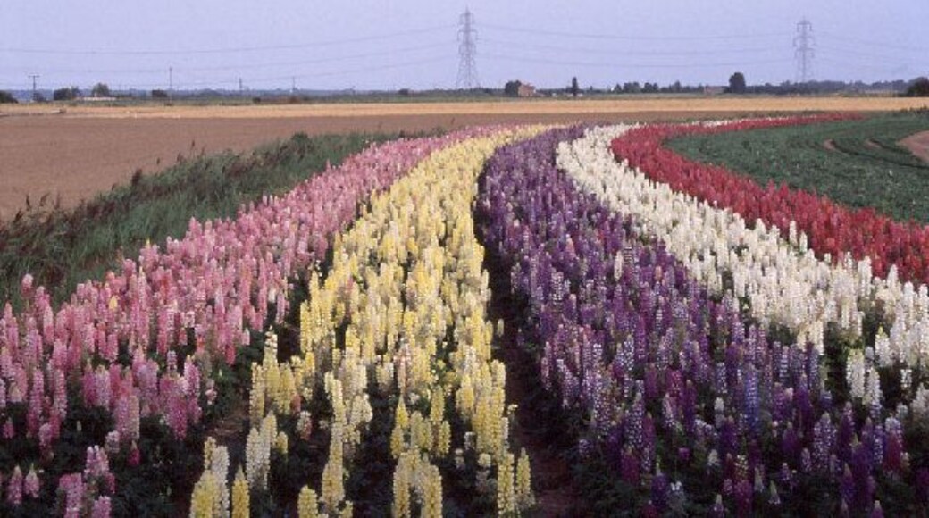 Fenland: lupins in bloom, a crop of nursery stock at Outwell. When the nursery stock is in bloom the fields are startlingly colourful.