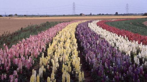 Fenland: lupins in bloom, a crop of nursery stock at Outwell. When the nursery stock is in bloom the fields are startlingly colourful.