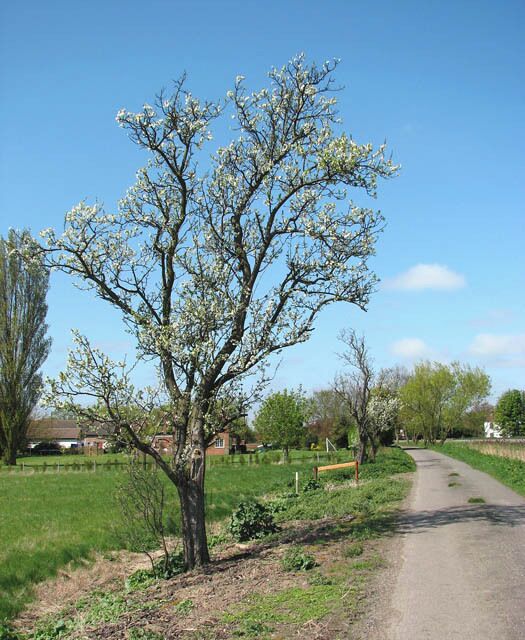 Uma estrada rural com uma árvore florida, céu azul límpido e uma cerca ao fundo.