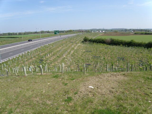 Tree planting on the road embankment. Young tree saplings planted beside the Bedford road near the Black Cat roundabout.