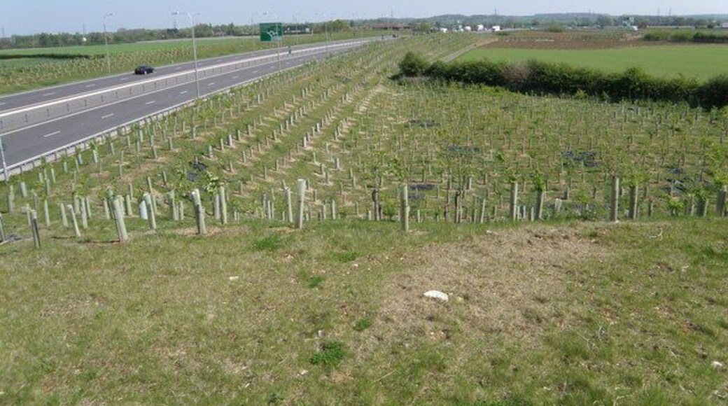 Tree planting on the road embankment. Young tree saplings planted beside the Bedford road near the Black Cat roundabout.