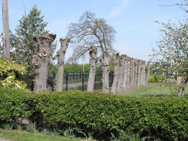 Pollarded trees, Wyboston