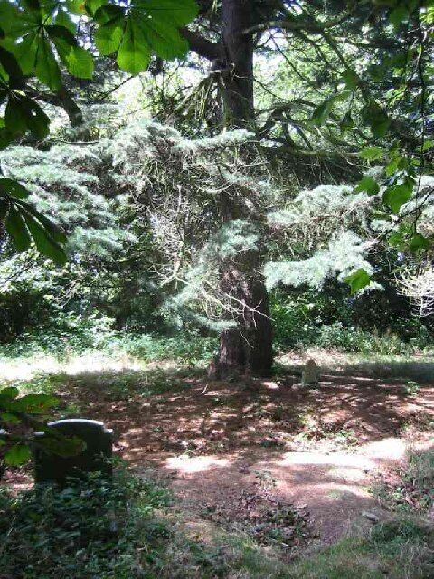 Tombstones amongst the trees in the Cemetery East Lane. This cemetery was provided for the Asylum hospital nearby but has now been abandoned to nature.
