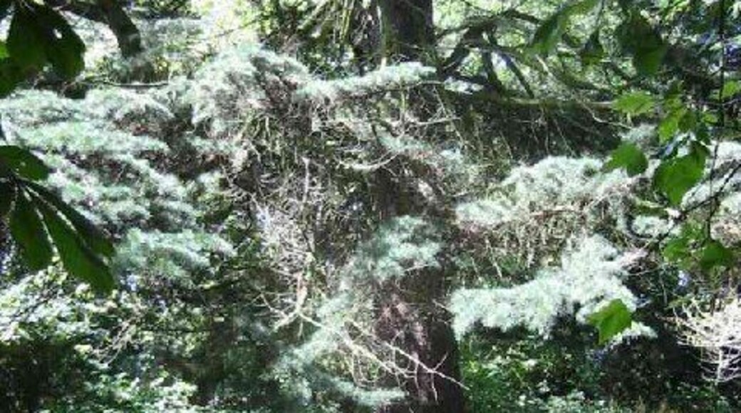 Tombstones amongst the trees in the Cemetery East Lane. This cemetery was provided for the Asylum hospital nearby but has now been abandoned to nature.
