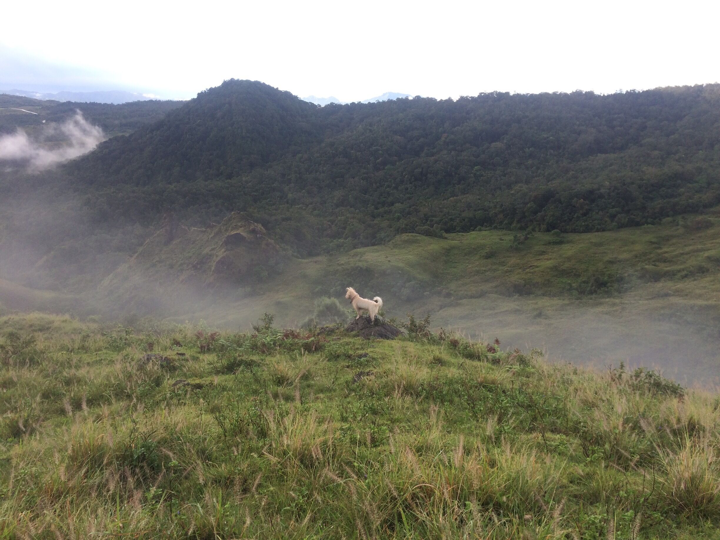 A white dog standing on a grassy hill with misty mountains in the background.