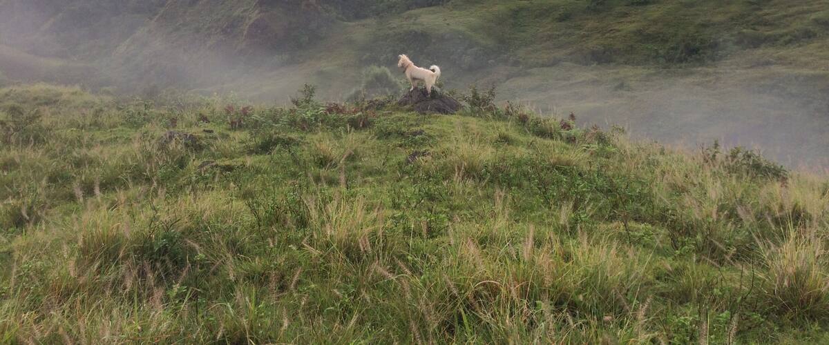 A white dog standing on a grassy hill with misty mountains in the background.
