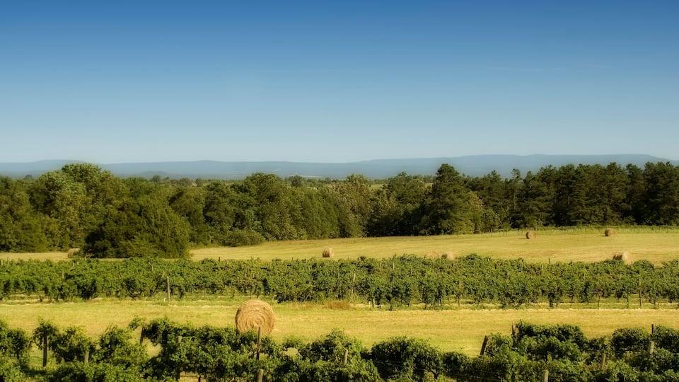 A vineyard with rows of grapevines and hay bales in a sunny field.