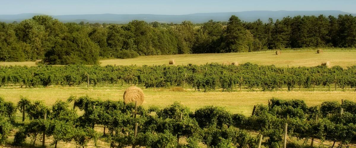 A vineyard with rows of grapevines and hay bales in a sunny field.
