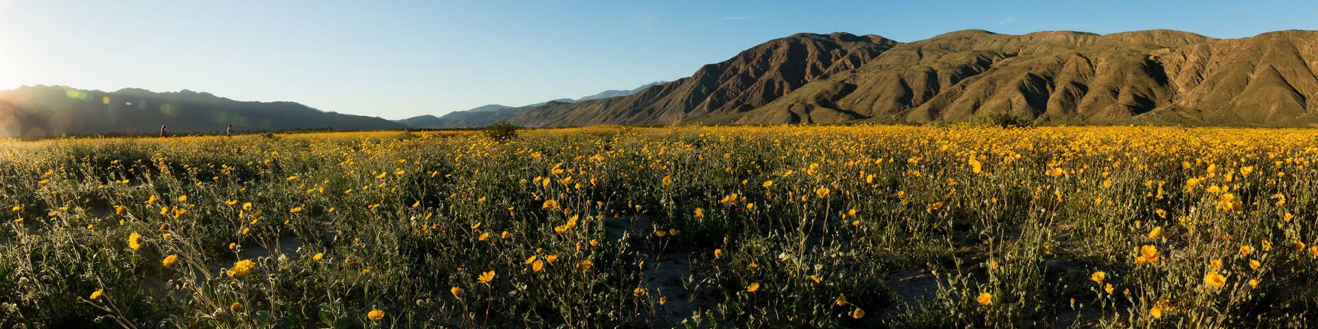 Anza Borrego Wild Flowers